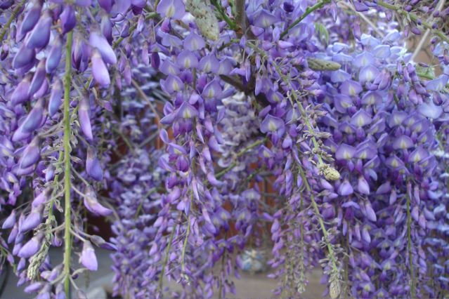 Purpleblooms