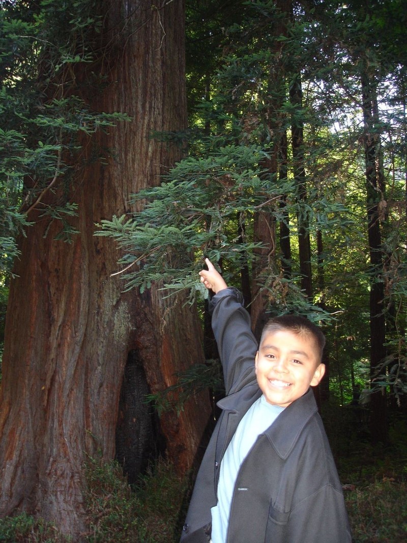 Redwoodtree