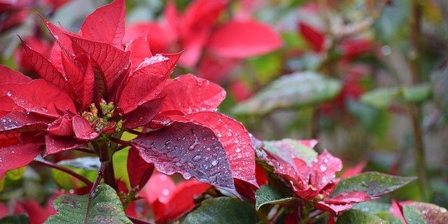 Poinsettia Christmas Flowers Xmas 