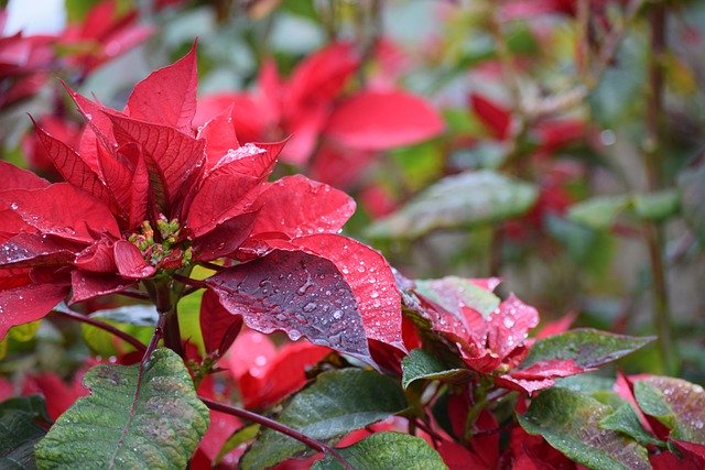 Poinsettia Christmas Flowers Xmas 